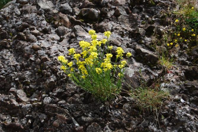 Flores en la roca, CORRECILLAS