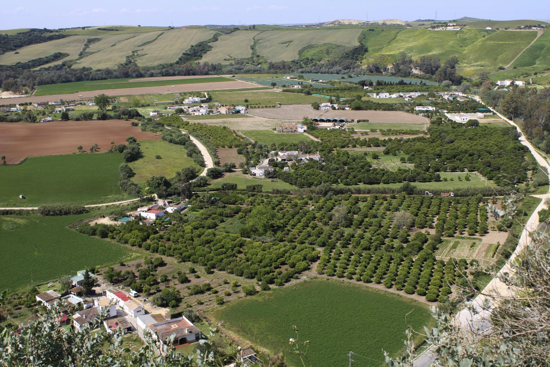 Vista de olivos desde el mirador