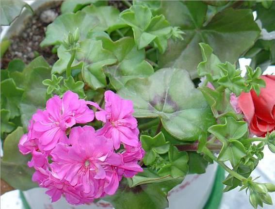 gitanillas (plantas), FREILA (Granada)