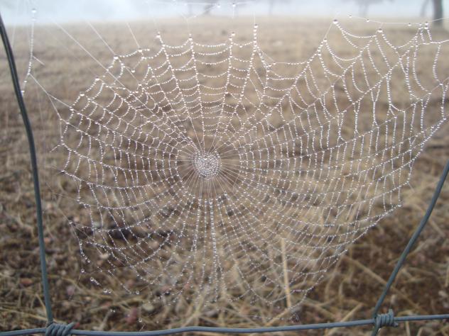 Ingeniería animal, LA CARDENCHOSA (Badajoz)