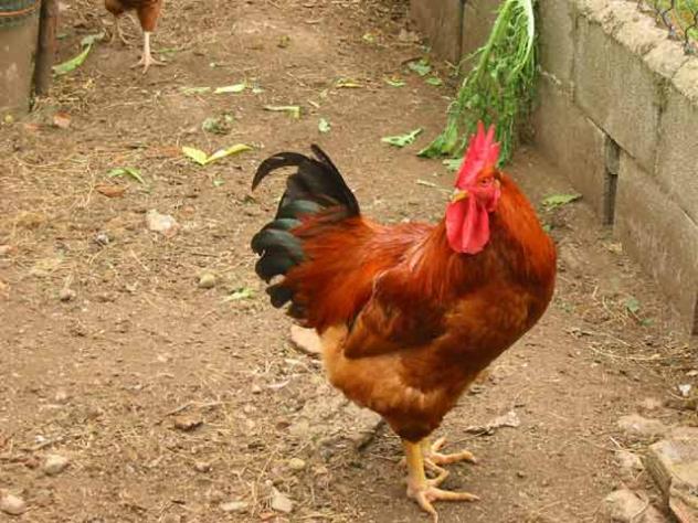 El gallo de la Quintana, PRAVIA (Asturias)