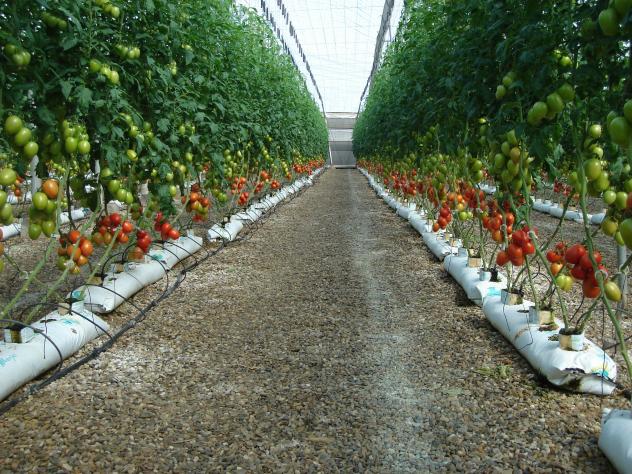 Plantación de tomates