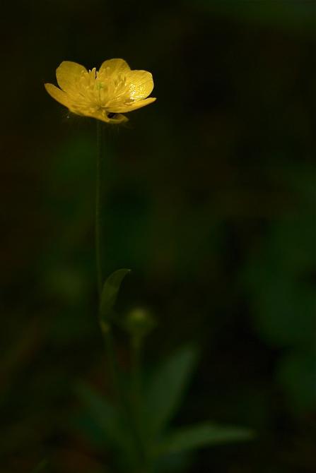 Resultado de imagen para pequeÃ±a florecilla