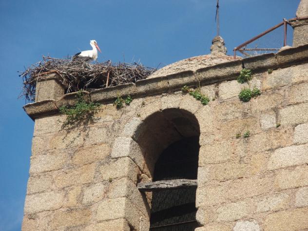 Campanario, BERROCALEJO (Cáceres)