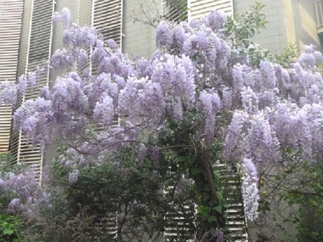 Acacia de flor Lila, BARCELONA