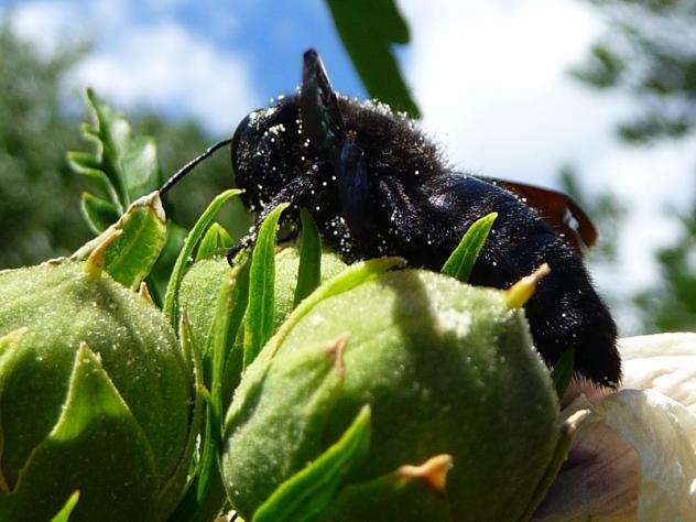 Insecto volador negro, ACEBO (Cáceres)