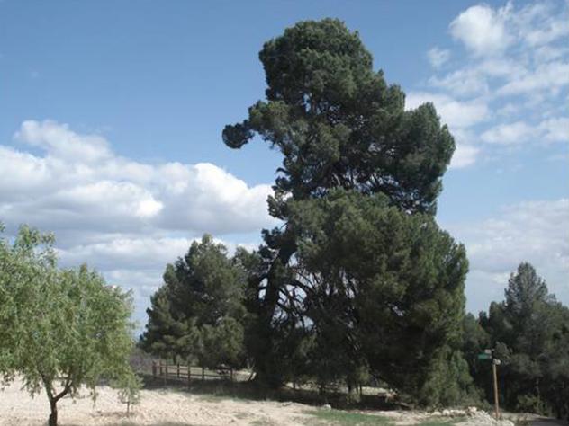 Resultado de imagen de pino del llanillo villalpardo