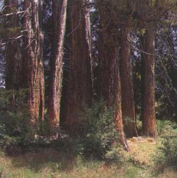 Sequoias o Mariantonias