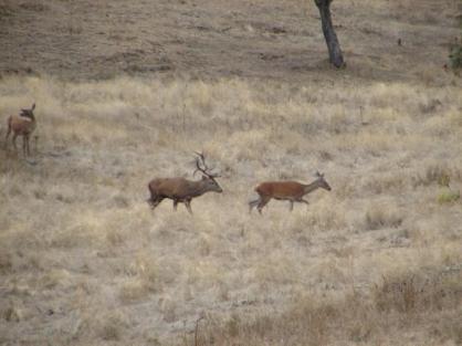 cansina cabezonería