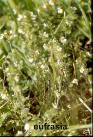 Eufrasia