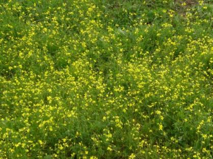 Ya hay bastante "paniqueso"