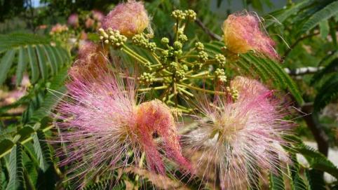 Flores espectaculares