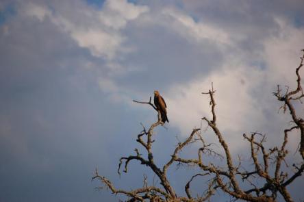 Sobre una encina seca