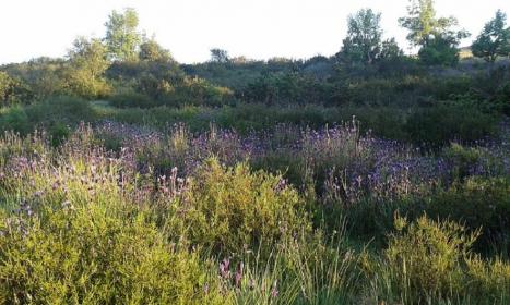 Entre Jaras y Cantuesos