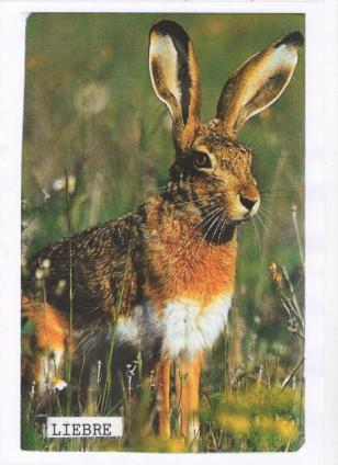 lLebre Ibérica
