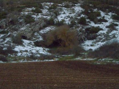 El saúco y la cueva de Allende