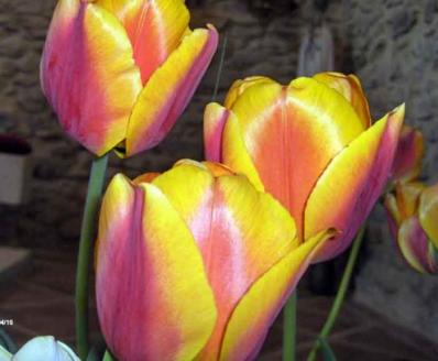 3 tulipanes