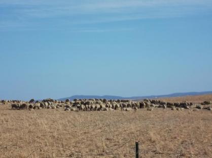 dándose sombra entre ellas