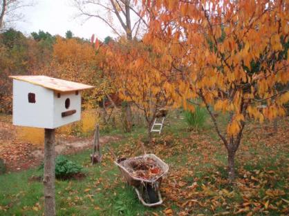 Sabia convertida en oro; otoño.