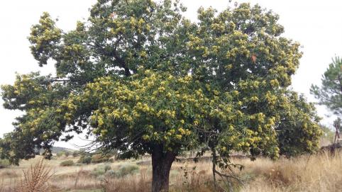 Castaño del Prahondo