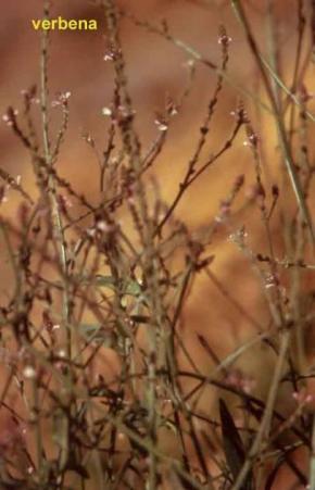 Verbena