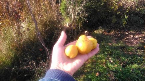 Manzanas enanas de olor