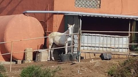 entorno, un caballo recio